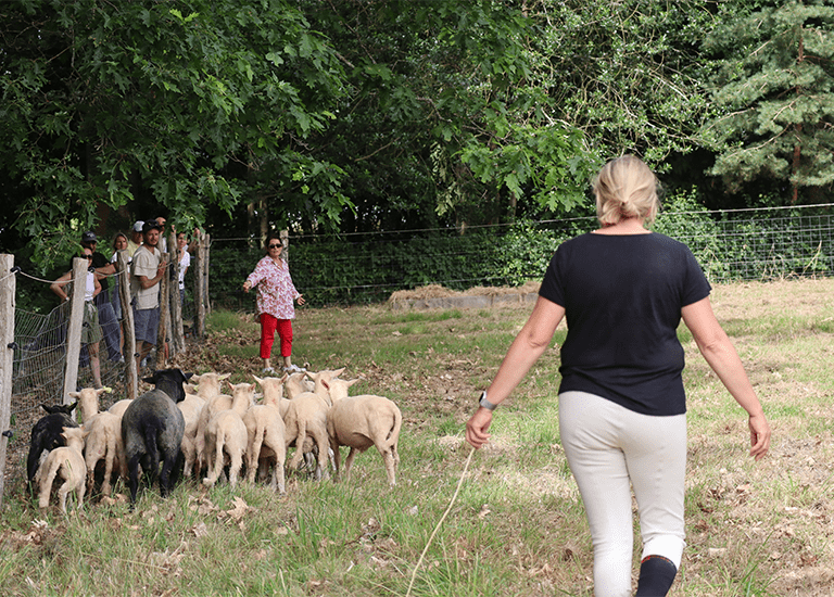 Sheepcoaching avec Anne-Laure Nouvion et